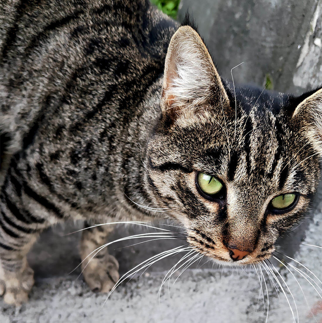 Send me your diagnostic head for modification